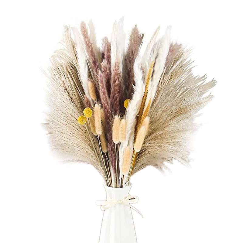 Pampas Grass Pompous Grass Included 73 Pcs Natural Pampas Grass