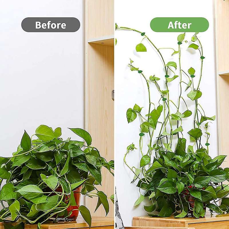 110pcs Plant Clips Climbing Plant Wall Fixture Clips Self-adhesive