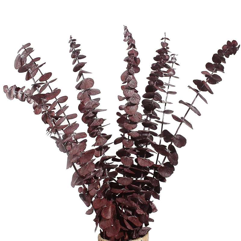 Dried Eucalyptus Bundle,12 Pcs Natural Preserved Eucalyptus Stems
