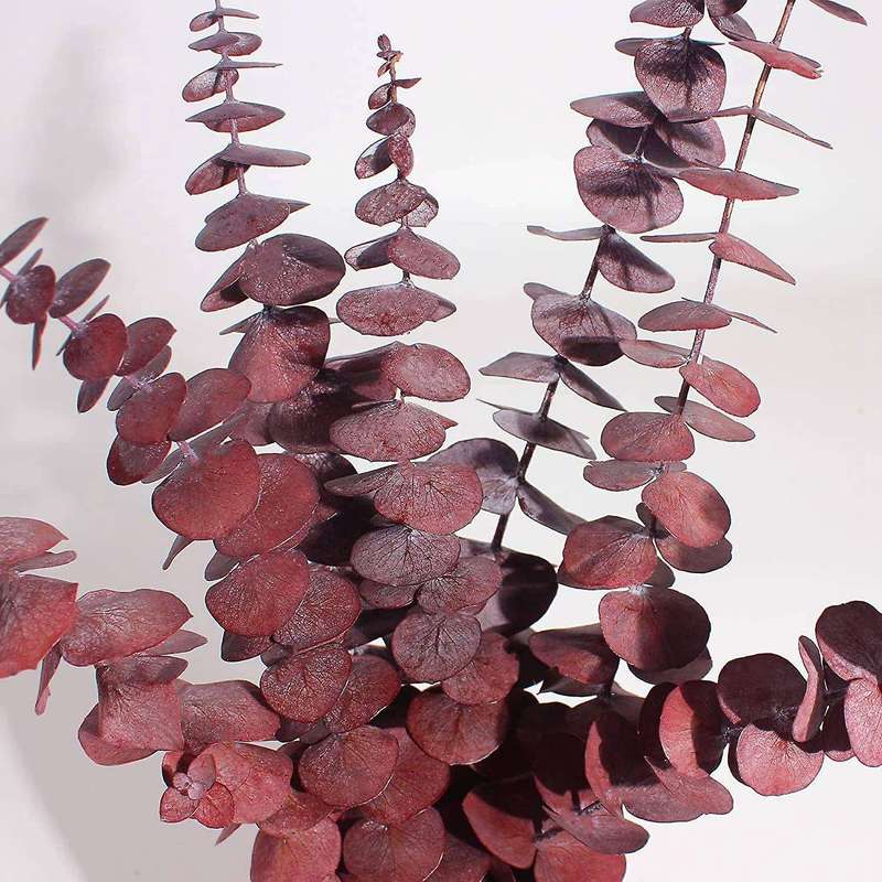 Dried Eucalyptus Bundle,12 Pcs Natural Preserved Eucalyptus Stems