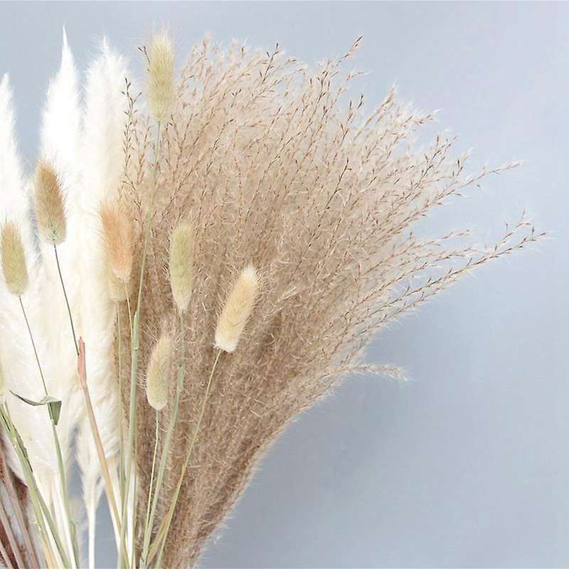 Dried Reed Small Pampas Flowers Artificial Banquet Decoration