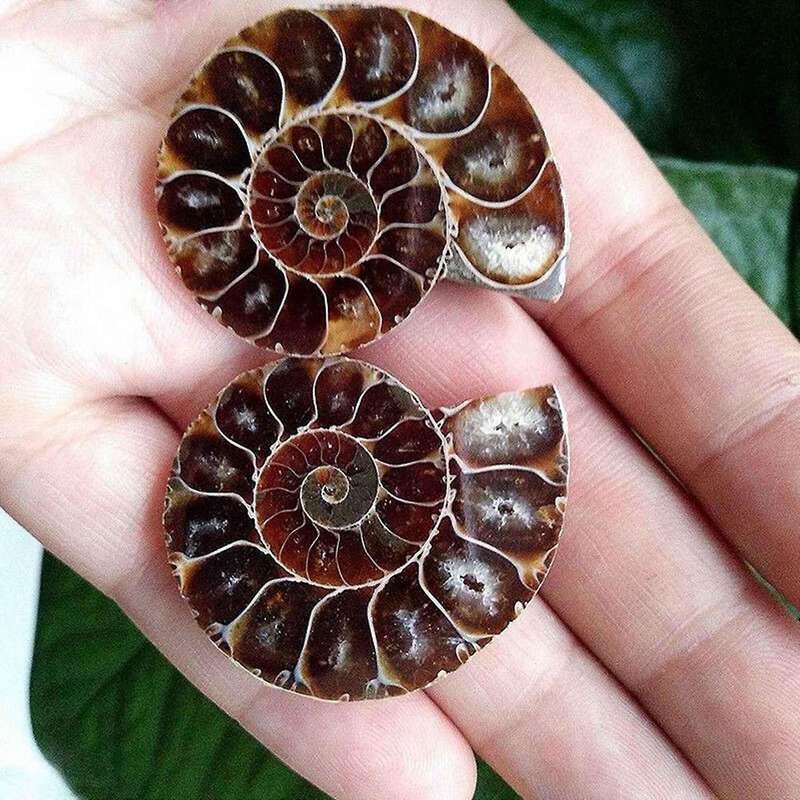 1 Pair Ammonite Shell Jurassic Fossil Specimen Madagascar 3-4cm