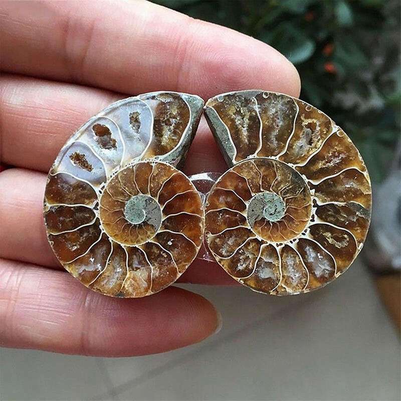 1 Pair Ammonite Shell Jurassic Fossil Specimen Madagascar 3-4cm