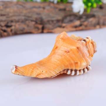 10-12cm Home Furnishing Marine Sea Decorations Giant Natural Tridacna Big Conch