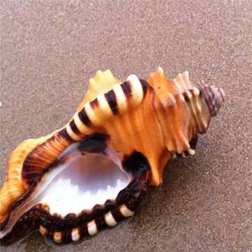 10-12cm Home Furnishing Marine Sea Decorations Giant Natural Tridacna Big Conch