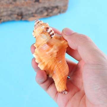 10-12cm Home Furnishing Marine Sea Decorations Giant Natural Tridacna Big Conch