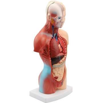 11inch Human Body Model Torso Anatomy Doll 15 Removable Parts Skeleton Visceral