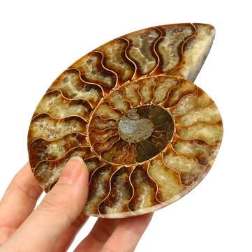 13cm Large Natural Ammonite Fossil Sea Conch Crystal Specimen Decorations