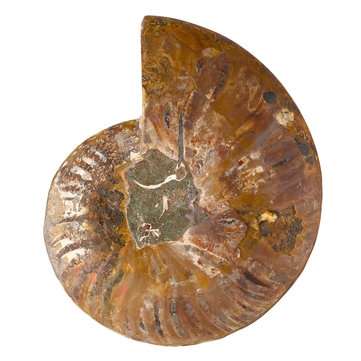 13cm Large Natural Ammonite Fossil Sea Conch Crystal Specimen Decorations