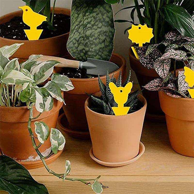24 Pcs Sticky Traps for Fruit Fly,whitefly, Gnat,mosquito and Bug,sticky Insect Catcher Traps for I