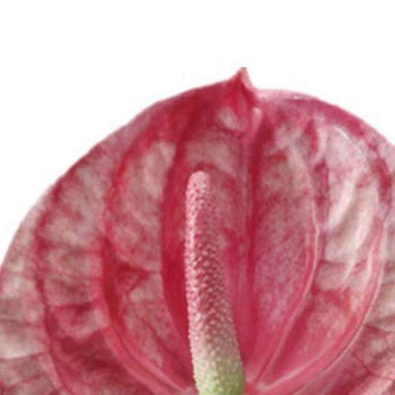 3 Pcs 22.8Inch Artificial Anthurium Flowers for Home Decor Bouquet and Green Leaf and Bridal Wedding