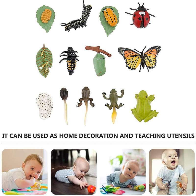 3 Sets Insect Figurines Life Cycle of Butterfly Frog Ladybug Safariology Growth Cycle Model Educati
