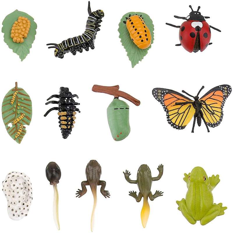 3 Sets Insect Figurines Life Cycle of Butterfly Frog Ladybug Safariology Growth Cycle Model Educati
