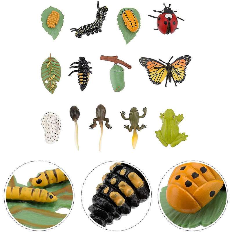 3 Sets Insect Figurines Life Cycle of Butterfly Frog Ladybug Safariology Growth Cycle Model Educati