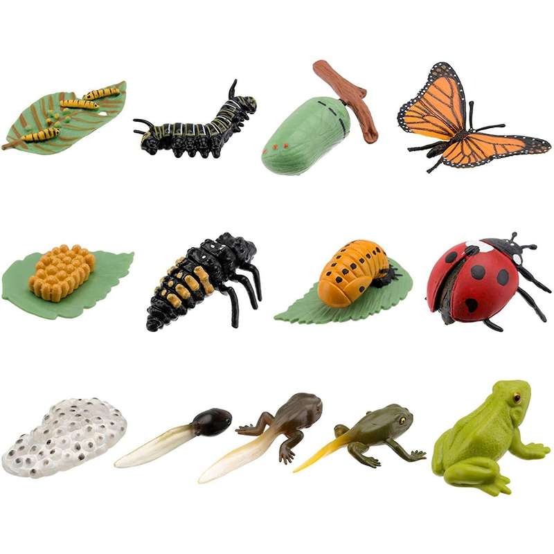 3 Sets Insect Figurines Life Cycle of Butterfly Frog Ladybug Safariology Growth Cycle Model Educati