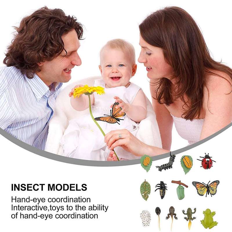 3 Sets Insect Figurines Life Cycle of Butterfly Frog Ladybug Safariology Growth Cycle Model Educati