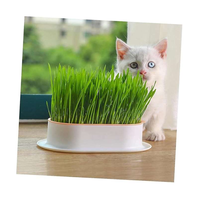 3pcs Home Planting Box Kit, Sprouts Soil-free Pets Convenient Nursery Grower Soil Propagation