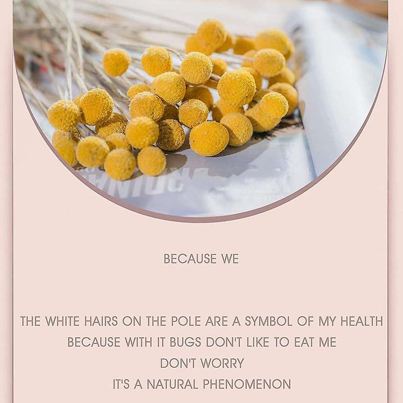 40Pcs Dried Craspedia Flowers Dried Billy Button Balls Flowers