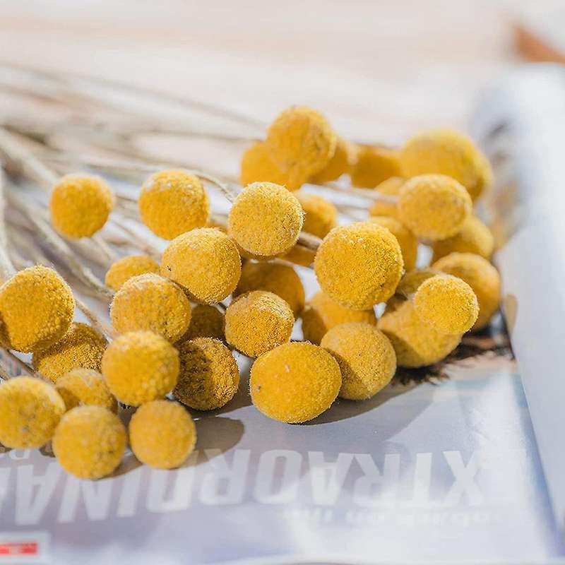 40Pcs Dried Craspedia Flowers Dried Billy Button Balls Flowers