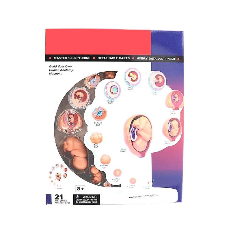4d Human Embryo Development Anatomical Model Fetal Growth Organ Teaching Alpinia Assembled Toys