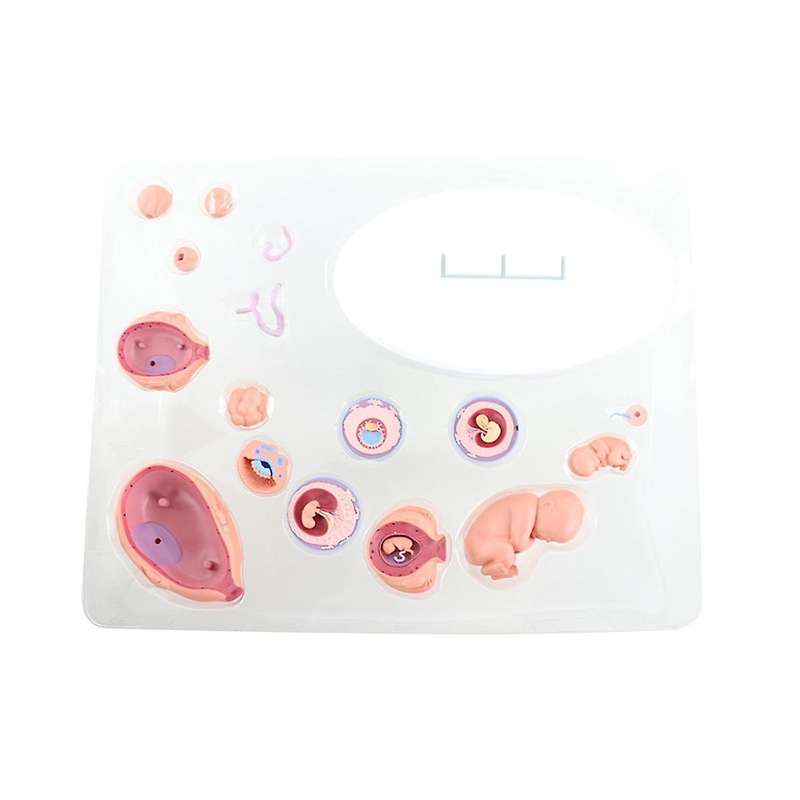 4d Human Embryo Development Anatomical Model Fetal Growth Organ Teaching Alpinia Assembled Toys