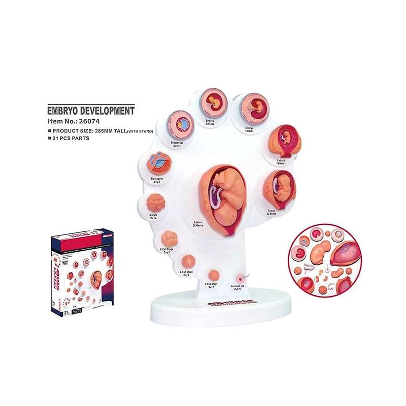 4d Human Embryo Development Anatomical Model Fetal Growth Organ Teaching Alpinia Assembled Toys