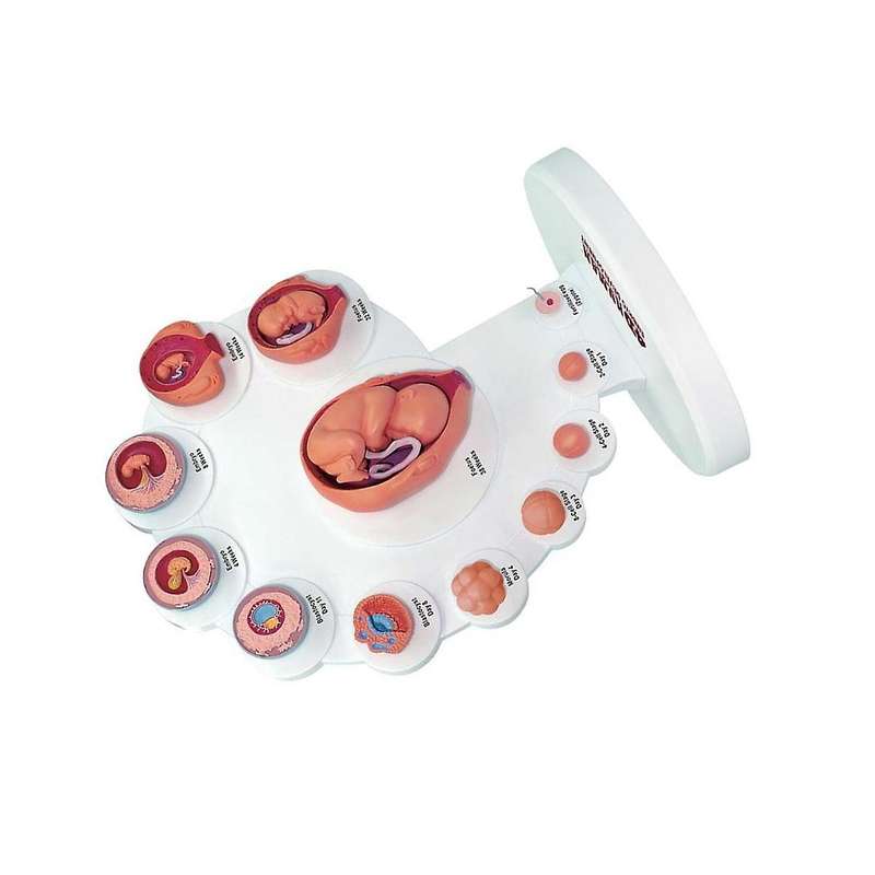 4d Human Embryo Development Anatomical Model Fetal Growth Organ Teaching Alpinia Assembled Toys