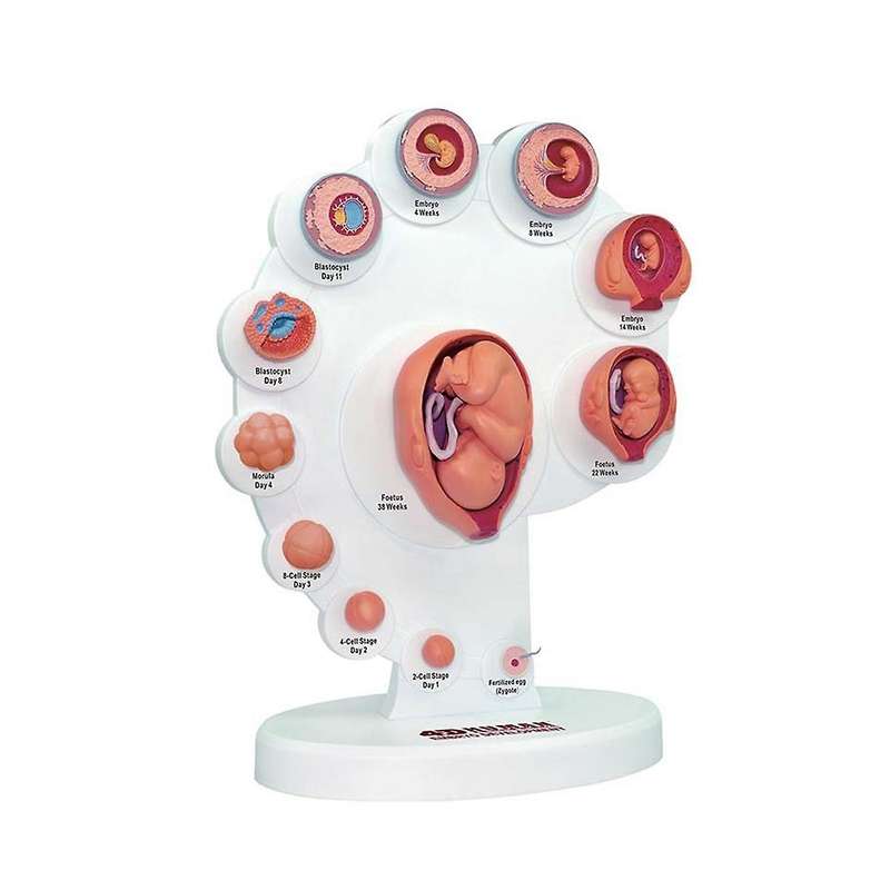 4d Human Embryo Development Anatomical Model Fetal Growth Organ Teaching Alpinia Assembled Toys