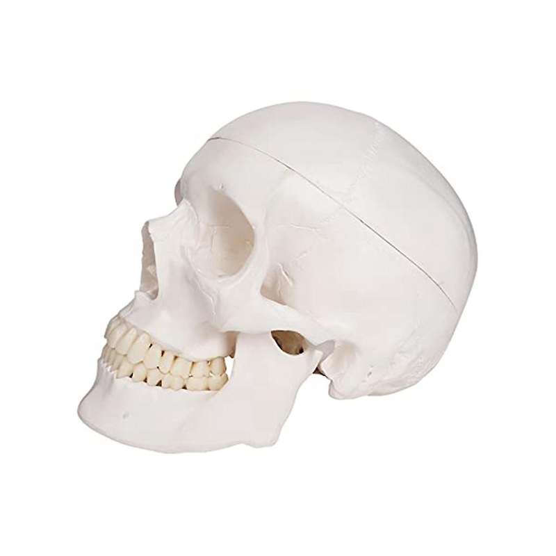Human Scull Model, Life Size Anatomy Anatomical Adult Model with Removable Scull Cap and Articulate