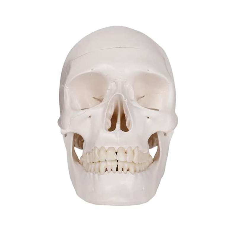Human Scull Model, Life Size Anatomy Anatomical Adult Model with Removable Scull Cap and Articulate
