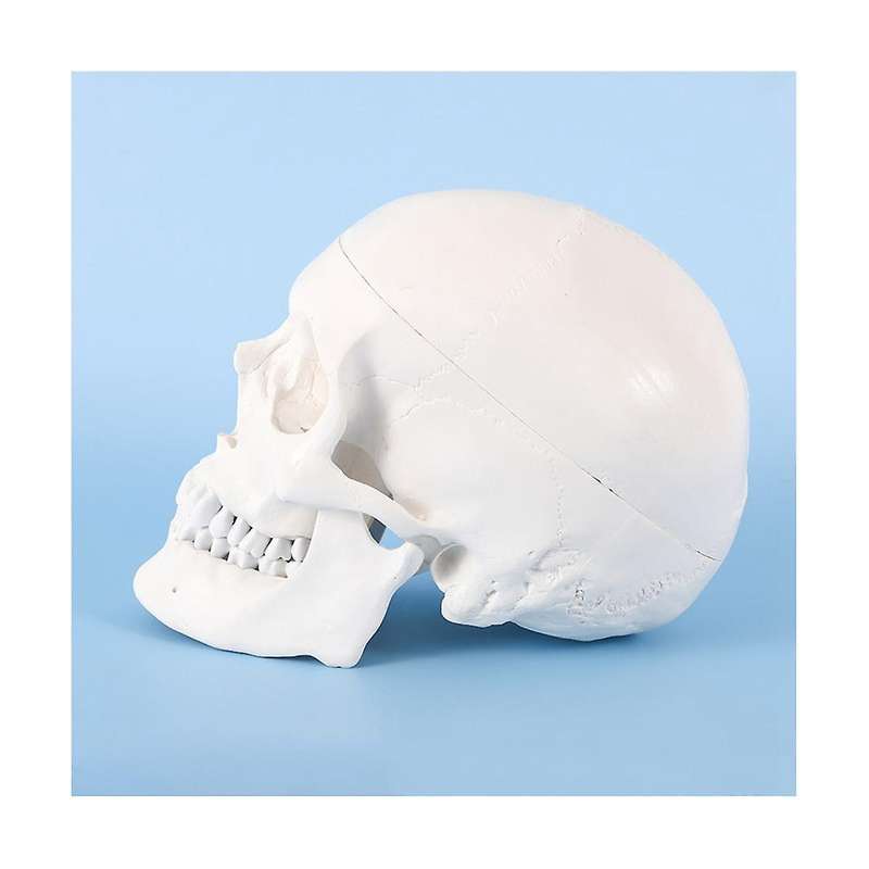 Human Scull Model, Life Size Anatomy Anatomical Adult Model with Removable Scull Cap and Articulate