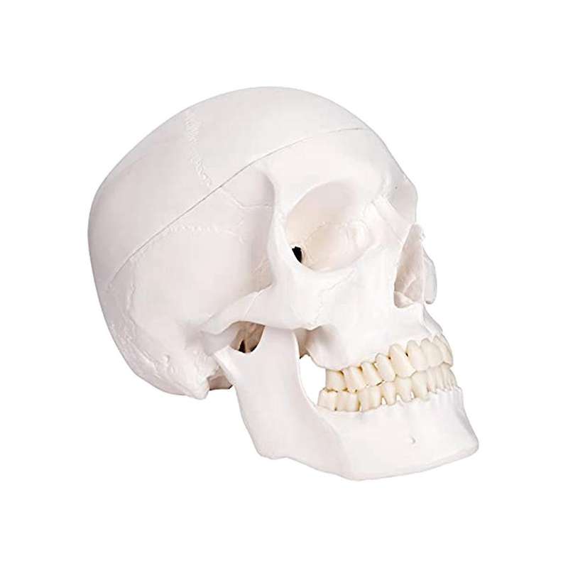 Human Scull Model, Life Size Anatomy Anatomical Adult Model with Removable Scull Cap and Articulate