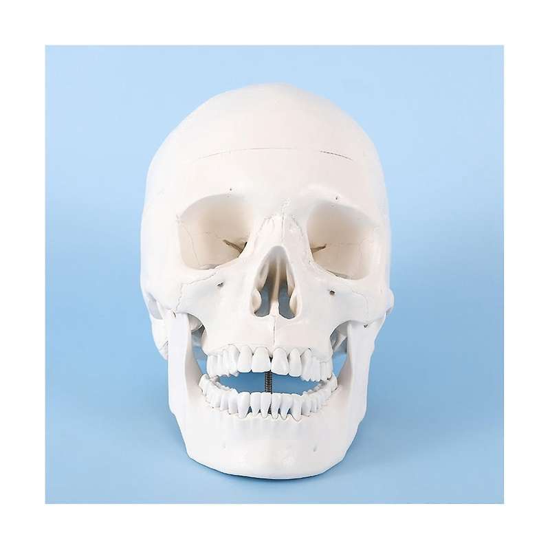 Human Scull Model, Life Size Anatomy Anatomical Adult Model with Removable Scull Cap and Articulate