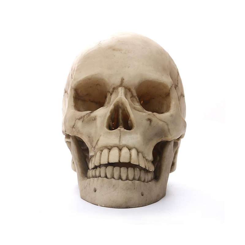 Human Head Skull Statue for Home Decor Resin Figurines Halloween Decor Sculpture Medical Teaching Sk
