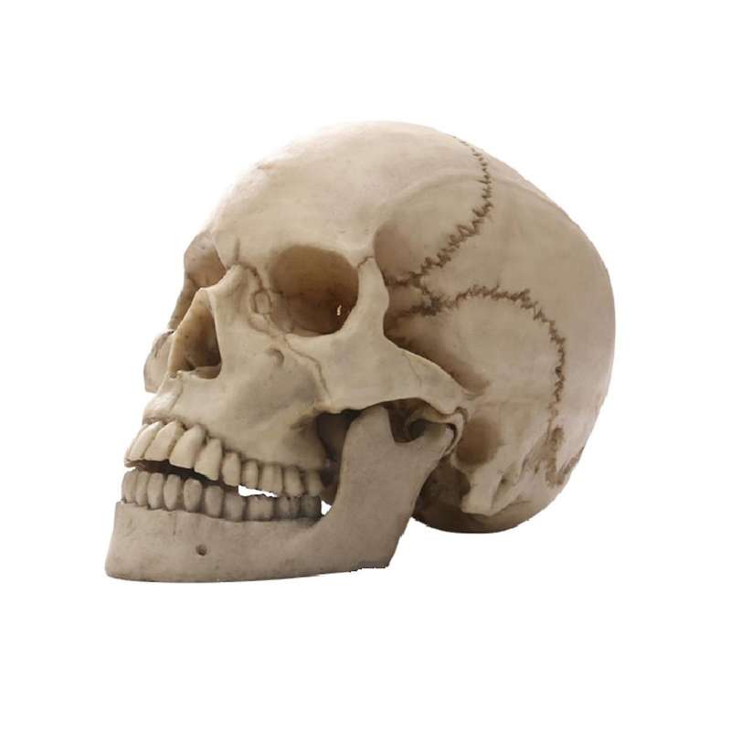Human Head Skull Statue for Home Decor Resin Figurines Halloween Decor Sculpture Medical Teaching Sk