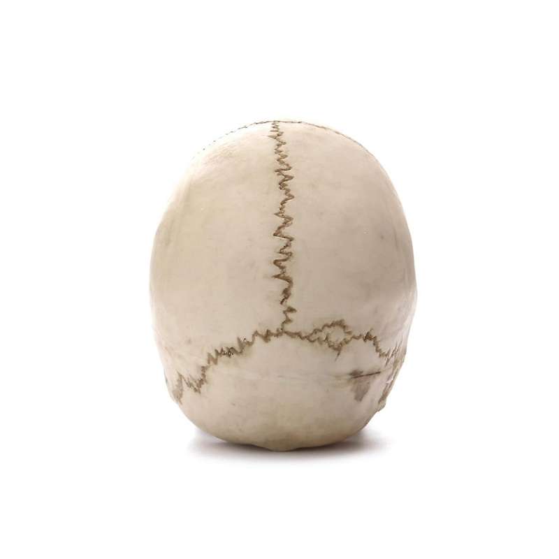 Human Head Skull Statue for Home Decor Resin Figurines Halloween Decor Sculpture Medical Teaching Sk