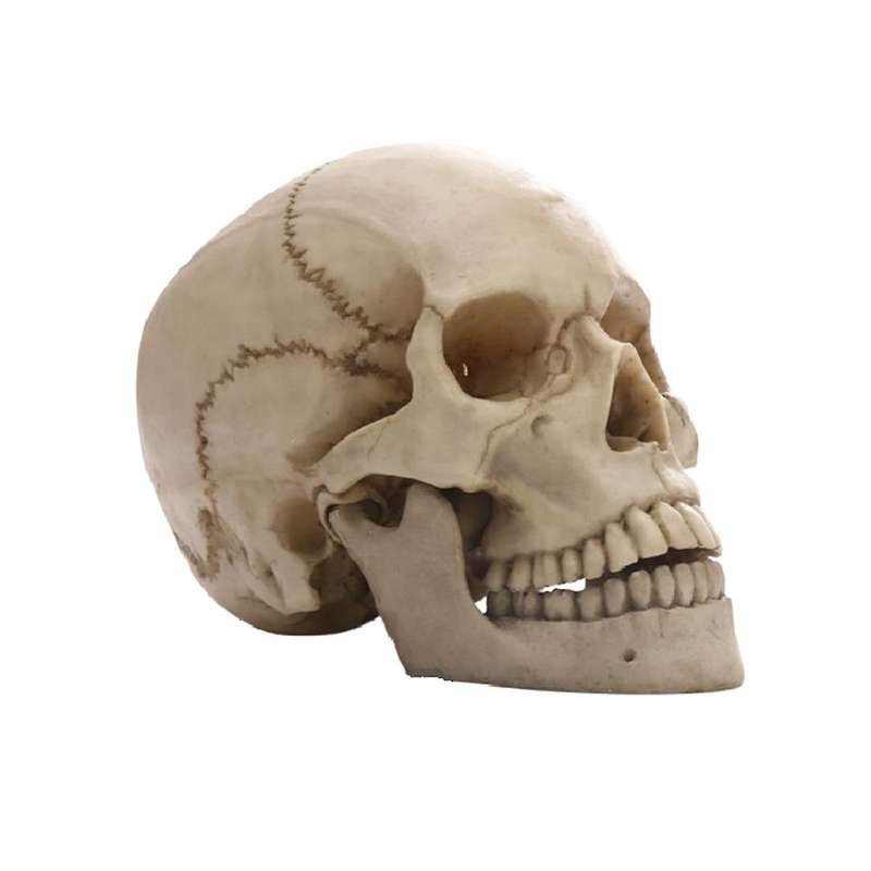 Human Head Skull Statue for Home Decor Resin Figurines Halloween Decor Sculpture Medical Teaching Sk