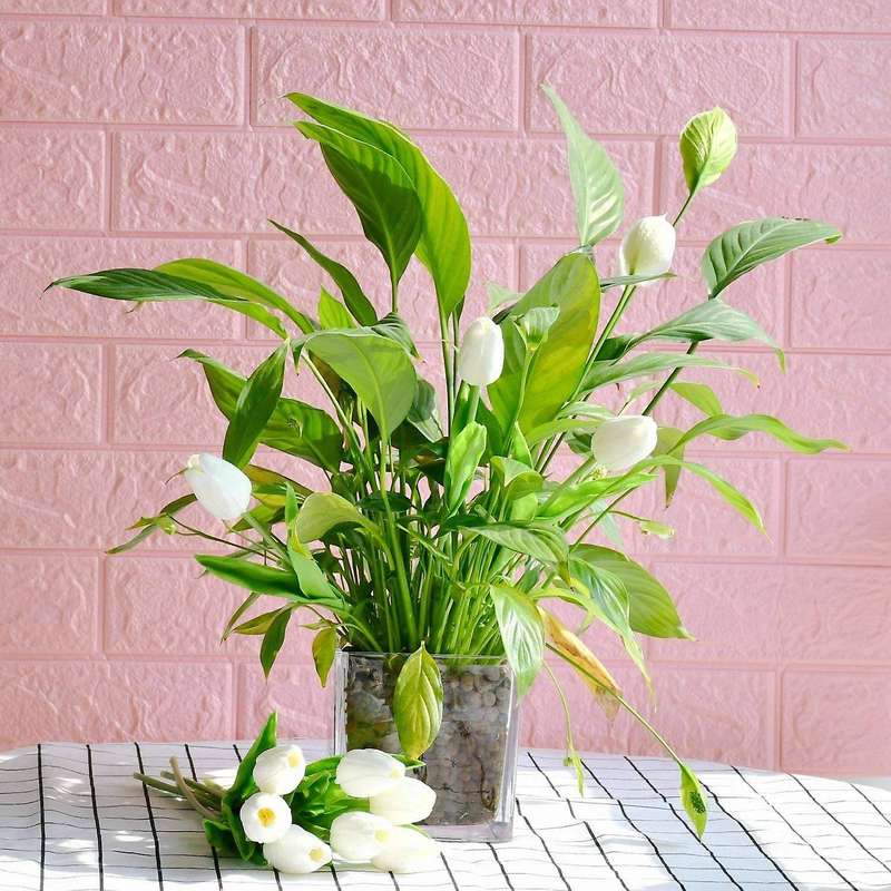 20 Pcs Artificial Flowers Fake Tulip Bouquet (milk White and Yellow)