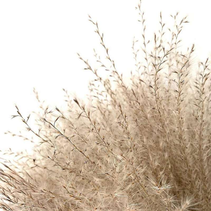 50pcs Dried Reed Bundle Bouquet Flower, Wedding Holiday Party Decor