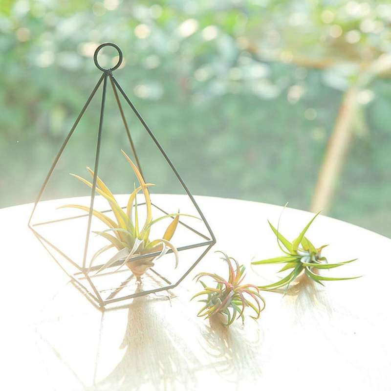 1pc Air Plant Terrarium, Modern Style Plant Table Four Side Bracket