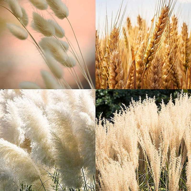 Natural Dried Pampas Grass Decor: 70 Pcs Fluffy White Pampas Stems