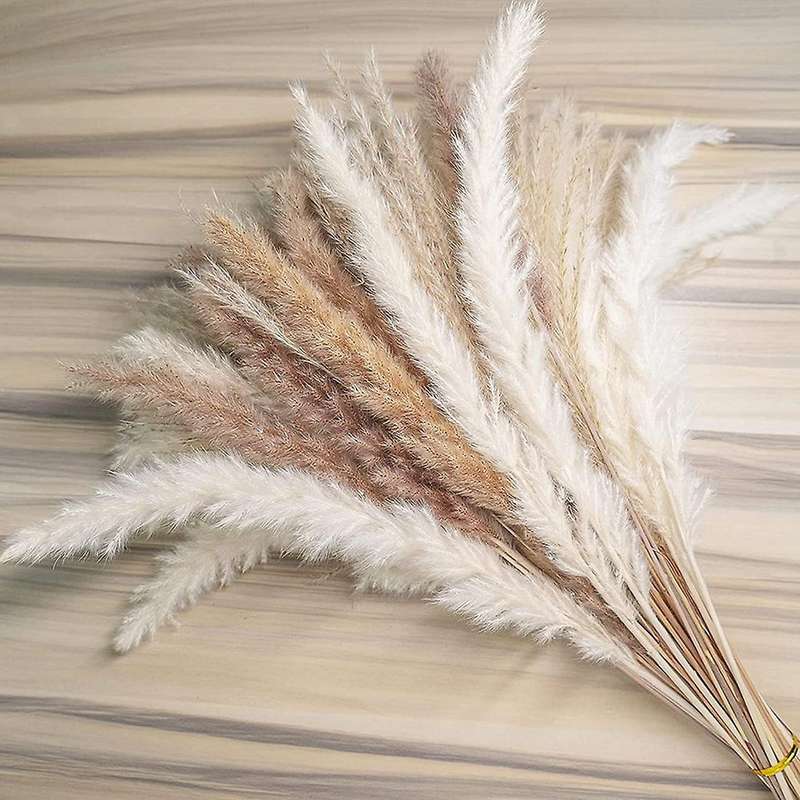 20 Pcs White Pampas & 20 Pcs Brown Pampas & 20 Pcs Reed Grass