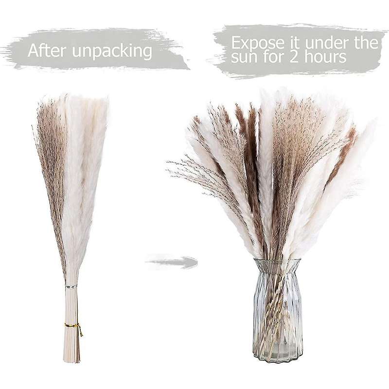 20 Pcs White Pampas & 20 Pcs Brown Pampas & 20 Pcs Reed Grass