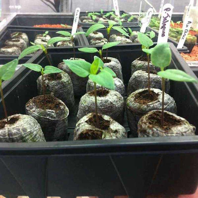 100pcs Plant Starting Soil Block Jiffy Seedling Plugs Garden Nursery