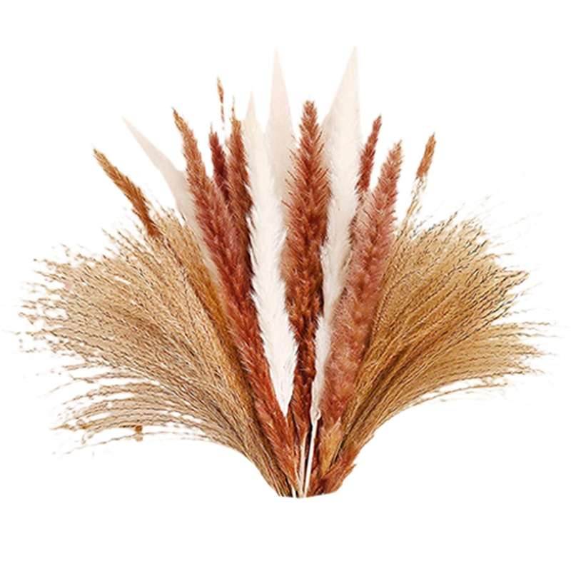 Pampas Grass Natural Dried Flowers for Wedding Decoration Home Decor