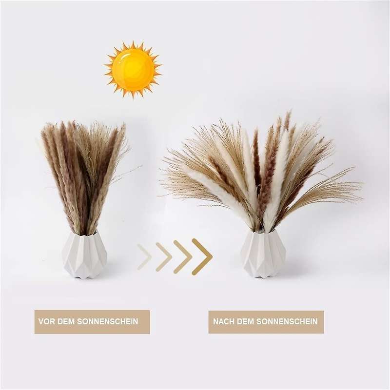 Pampas Grass Dried Decoration for The Living Room and Bedroom