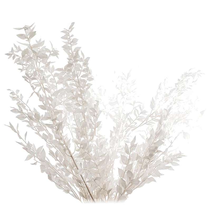 45cm Dried Forever Preserved Ruscus Flowers Diy for Home Decor