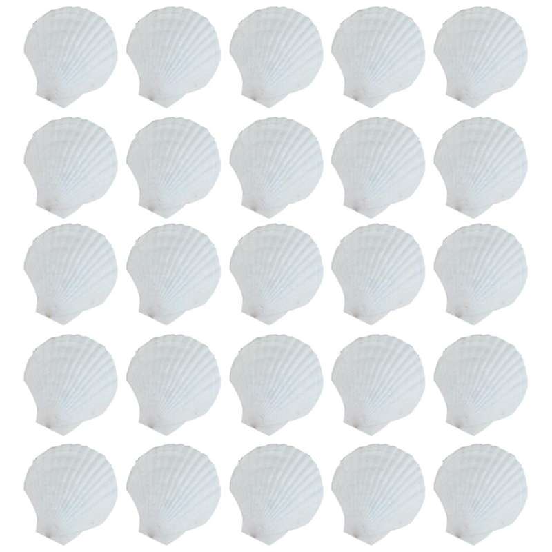 25pcs Natural Scallop Shell, Special for Handmade Diy Coloring Shell