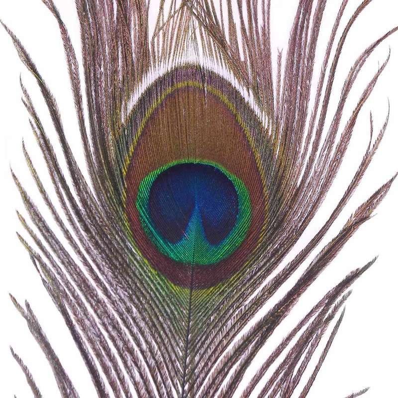 Pack Of 25pc Natural Peacock Feathers 10-12 Inch