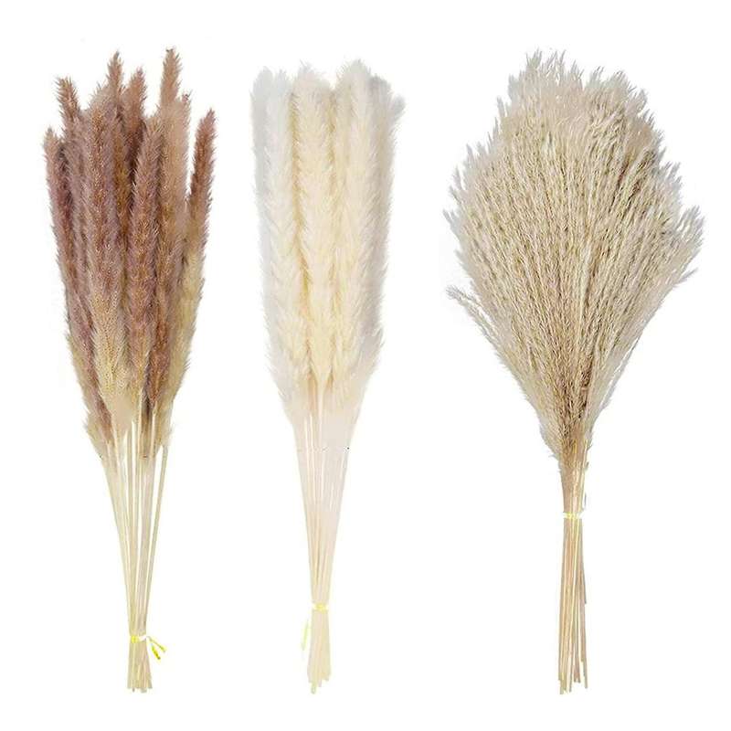 Pack Of 70 Natural Pampas Grass Dried Flowers for Home Living Room